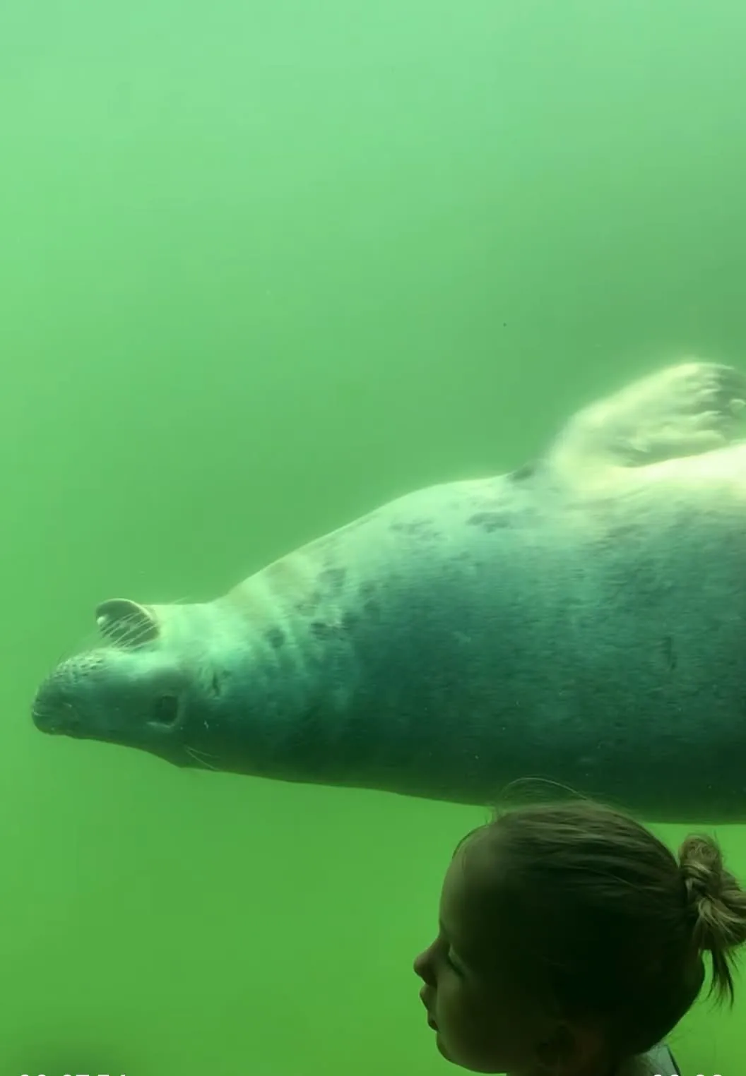 Grey seal swimming at the Fokarium in Hel during our family visit